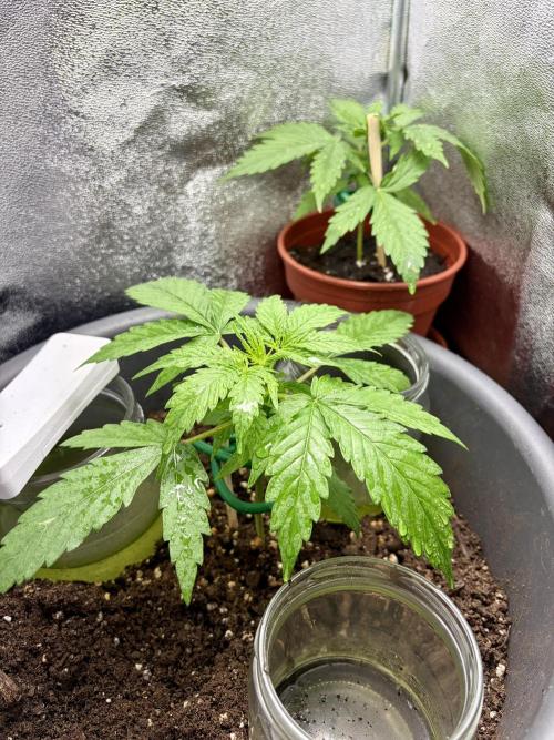 Blue Auto Mazar 2nd try. Week 3 - Day 21