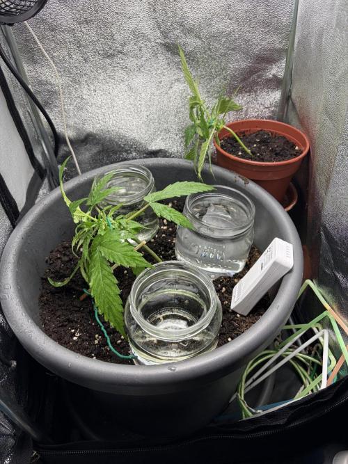 Blue Auto Mazar 2nd try. Week 3 - Day 22 After LST and watering