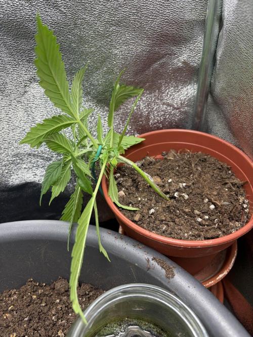 Blue Auto Mazar 2nd try. Week 3 - Day 22 After first LST
