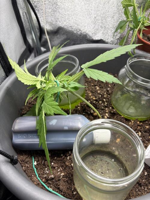 Blue Auto Mazar 2nd try. Week 3 - Day 22 After first LST