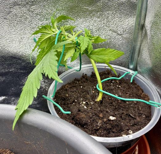 Blue Auto Mazar 2nd try. Week 4 - Day 24, after the new SLT and defoliationing