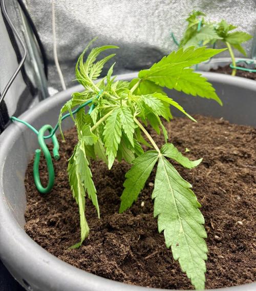 Blue Auto Mazar 2nd try. Week 4 - Day 24, after the new SLT and defoliationing