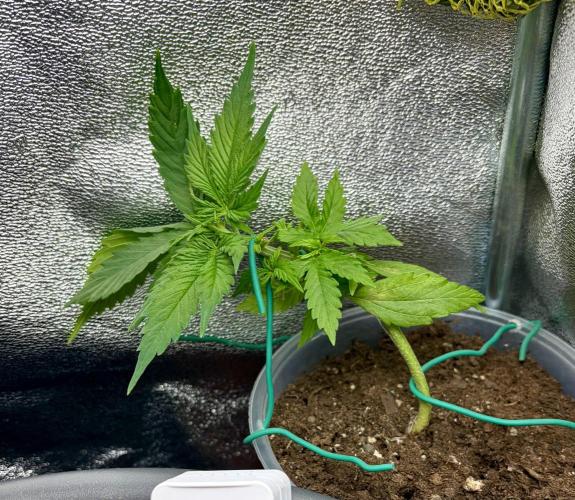 Blue Auto Mazar 2nd try. Week 4 - Day 25