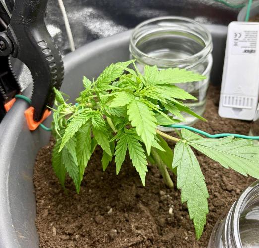 Blue Auto Mazar 2nd try. Week 4 - Day 25