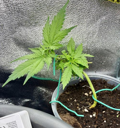 Blue Auto Mazar 2nd try. Week 4 - Day 26
