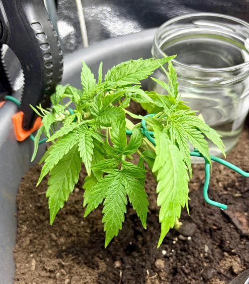 Blue Auto Mazar 2nd try. Week 4 - Day 26