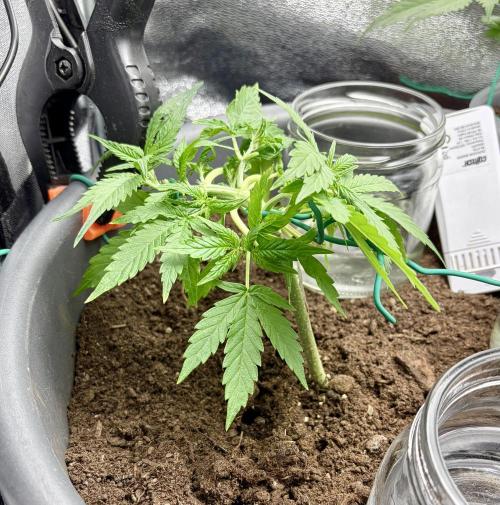 Blue Auto Mazar 2nd try. Week 4 - Day 28