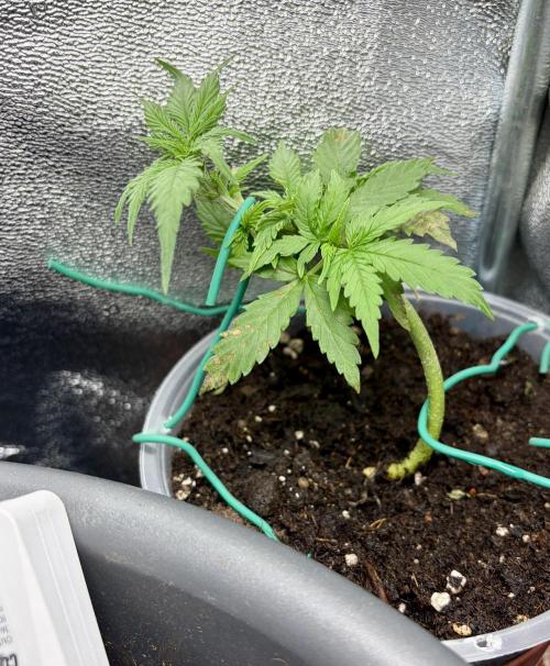 Blue Auto Mazar 2nd try. Week 4 - Day 29