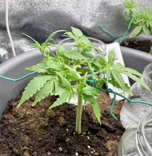 Blue Auto Mazar 2nd try. Week 4 - Day 29