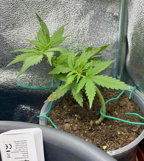 Blue Auto Mazar 2nd try. Week 5 - Day 31