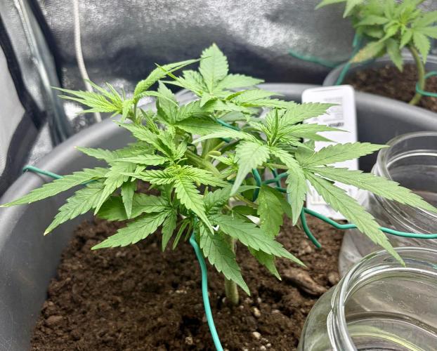 Blue Auto Mazar 2nd try. Week 5 - Day 31