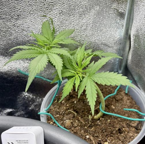 Blue Auto Mazar 2nd try. Week 5 - Day 32