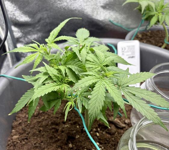 Blue Auto Mazar 2nd try. Week 5 - Day 32