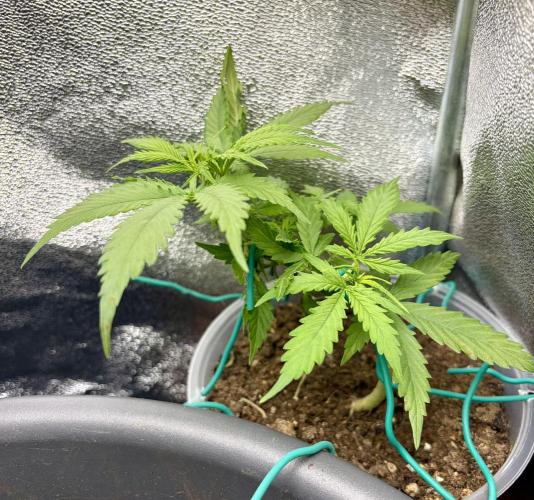 Blue Auto Mazar 2nd try. Week 5 - Day 33