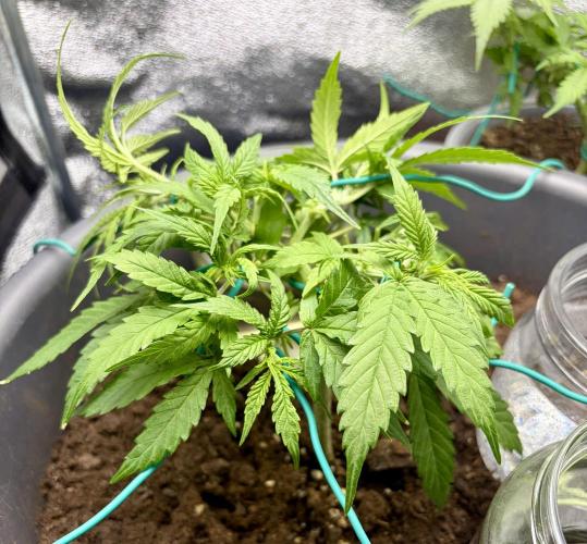 Blue Auto Mazar 2nd try. Week 5 - Day 33