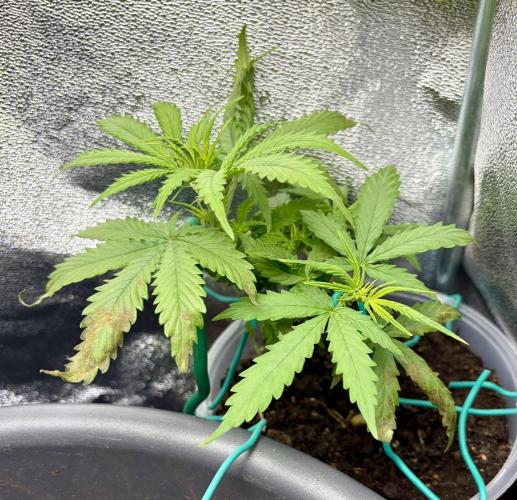 Blue Auto Mazar 2nd try. Week 5 - Day 35