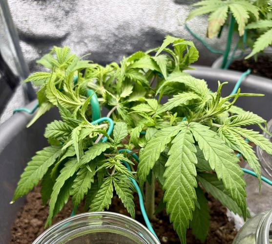 Blue Auto Mazar 2nd try. Week 5 - Day 35