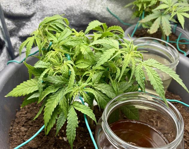 Blue Auto Mazar 2nd try. Week 6 - Day 39