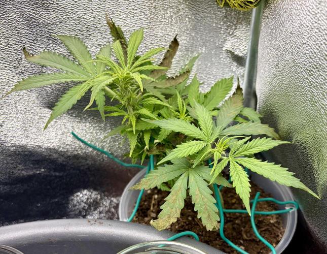 Blue Auto Mazar 2nd try. Week 6 - Day 39