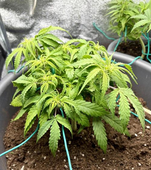 Blue Auto Mazar 2nd try. Week 6 - Day 41 Treatment against fungus gnats starts today