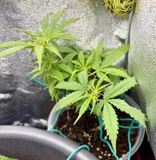 Blue Auto Mazar 2nd try. Week 6 - Day 41 Treatment against fungus gnats starts today