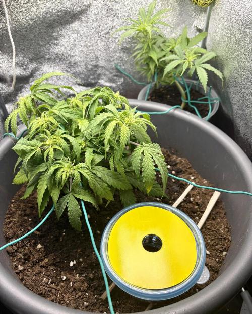 Blue Auto Mazar 2nd try. Week 6 - Day 41 Treatment against fungus gnats starts today.