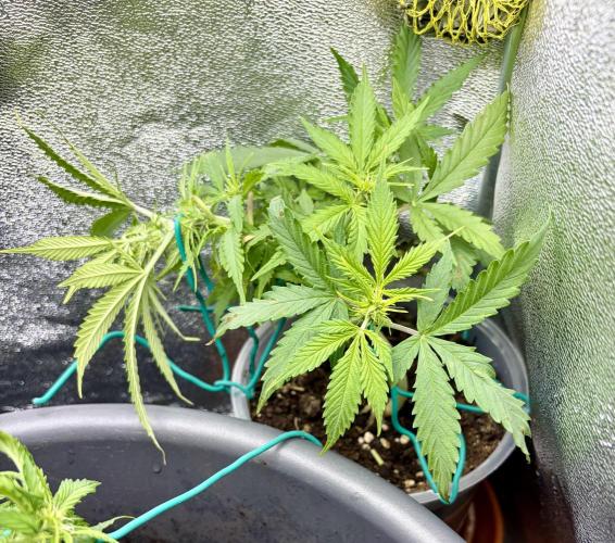 Blue Auto Mazar 2nd try. Week 6 - Day 43