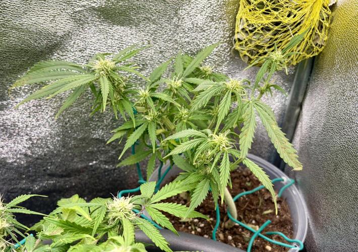 Blue Auto Mazar 2nd try. Week 6 - Day 50