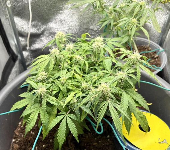 Blue Auto Mazar 2nd try. Week 6 - Day 50