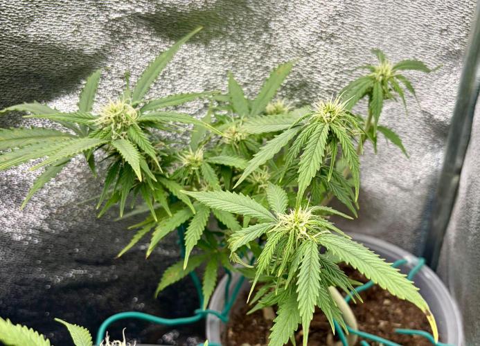 Blue Auto Mazar 2nd try. Week 7 - Day 53