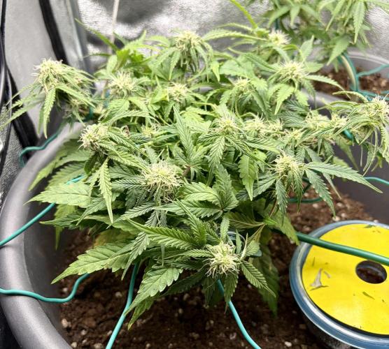 Blue Auto Mazar 2nd try. Week 7 - Day 53