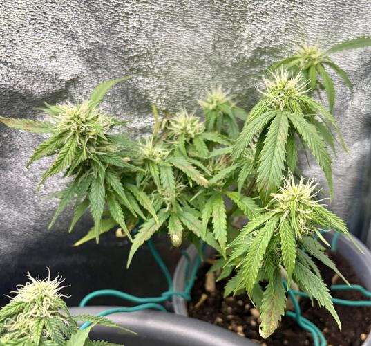 Blue Auto Mazar 2nd try. Week 7 - Day 57
