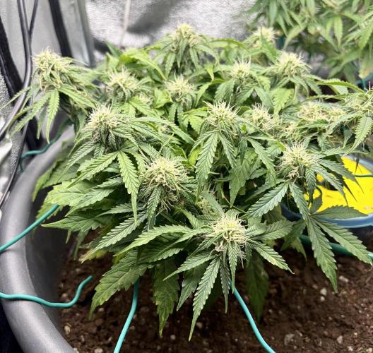 Blue Auto Mazar 2nd try. Week 7 - Day 57