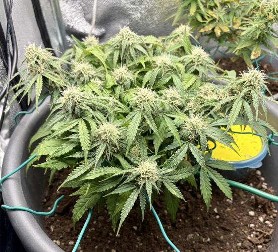 Blue Auto Mazar 2nd try. Week 7 - Day 60