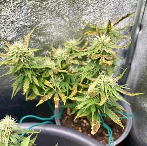 Blue Auto Mazar 2nd try. Week 7 - Day 60