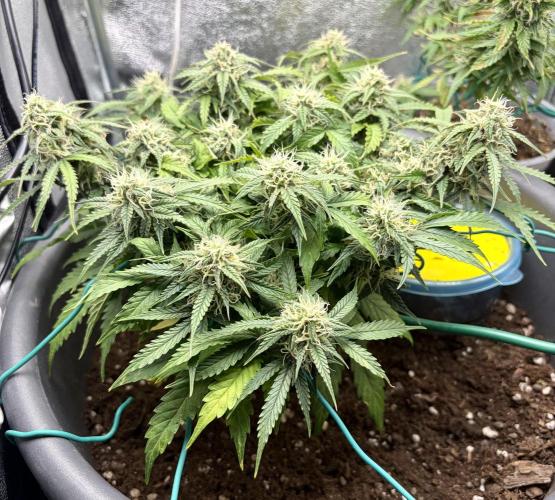 Blue Auto Mazar 2nd try. Week 7 - Day 63