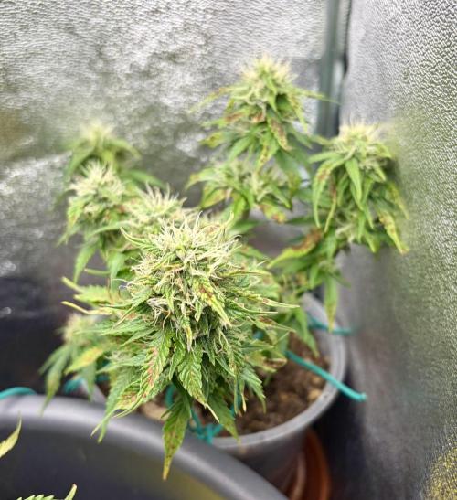 Blue Auto Mazar 2nd try. Week 7 - Day 63