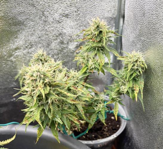 Blue Auto Mazar 2nd try. Week 8 - Day 66