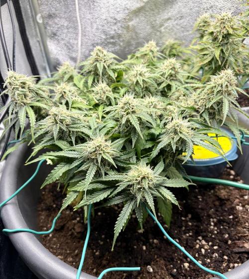 Blue Auto Mazar 2nd try. Week 8 - Day 66