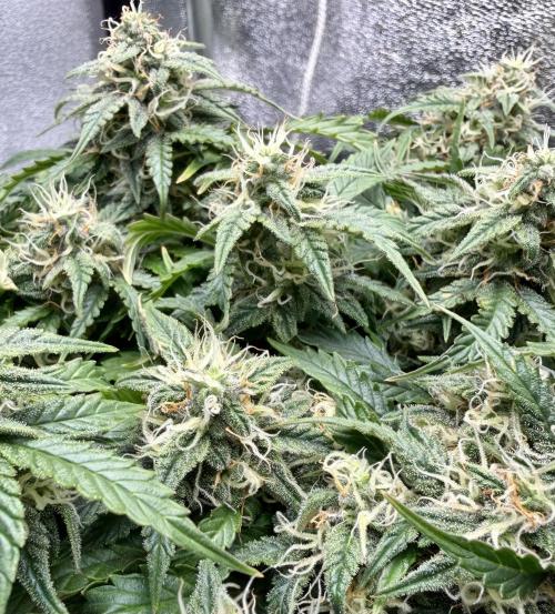 Blue Auto Mazar 2nd try. Week 8 - Day 69