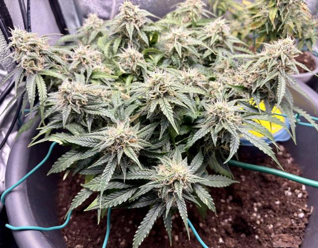 Blue Auto Mazar 2nd try. Week 8 - Day 69