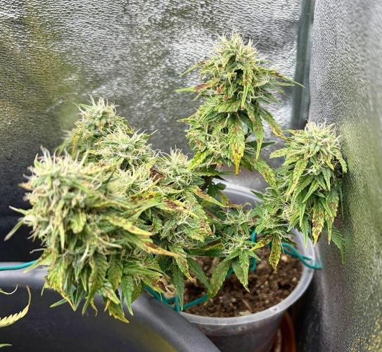 Blue Auto Mazar 2nd try. Week 8 - Day 69