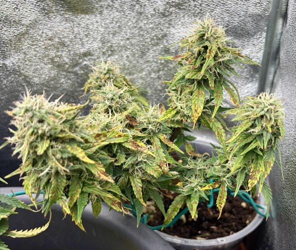 Blue Auto Mazar 2nd try. Week 8 - Day 71
