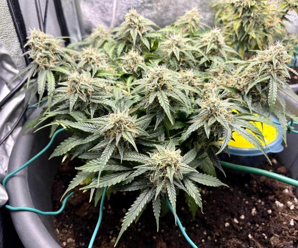Blue Auto Mazar 2nd try. Week 8 - Day 71