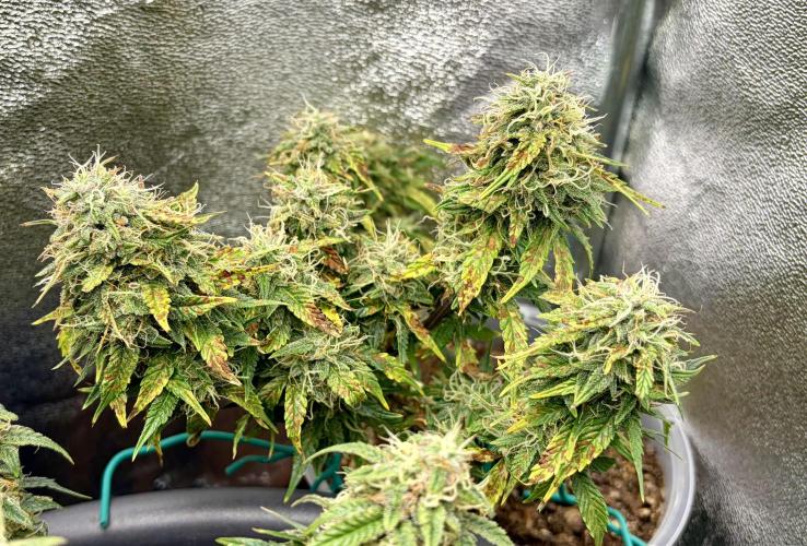 Blue Auto Mazar 2nd try. Week 9 - Day 74