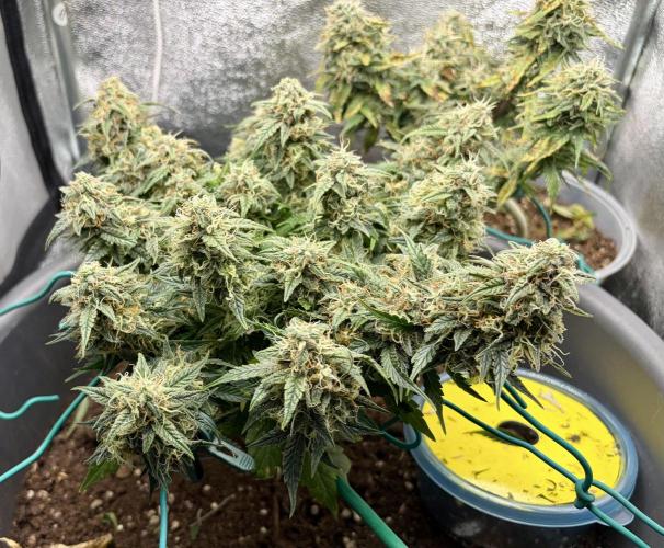 Blue Auto Mazar 2nd try. Week 9 - Day 74