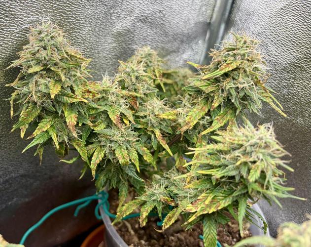 Blue Auto Mazar 2nd try. Week 9 - Day 76