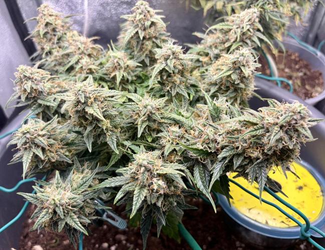 Blue Auto Mazar 2nd try. Week 9 - Day 76
