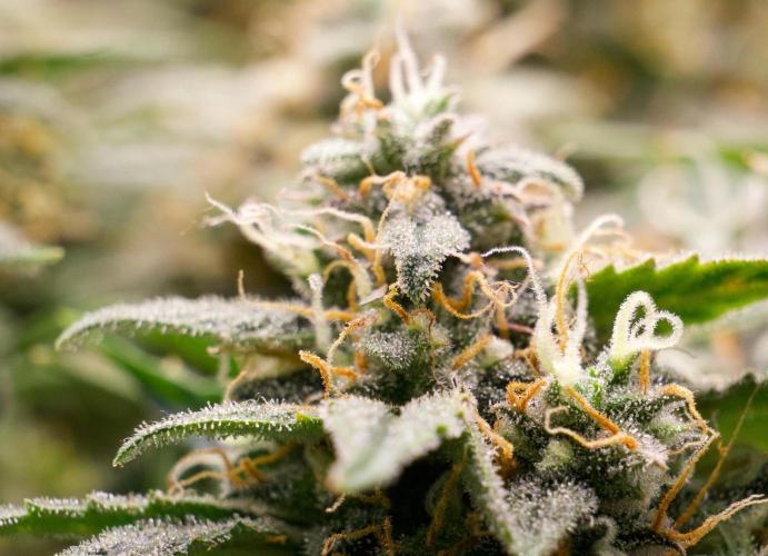 Blue Auto Mazar 2nd try. Week 9 - Day 78