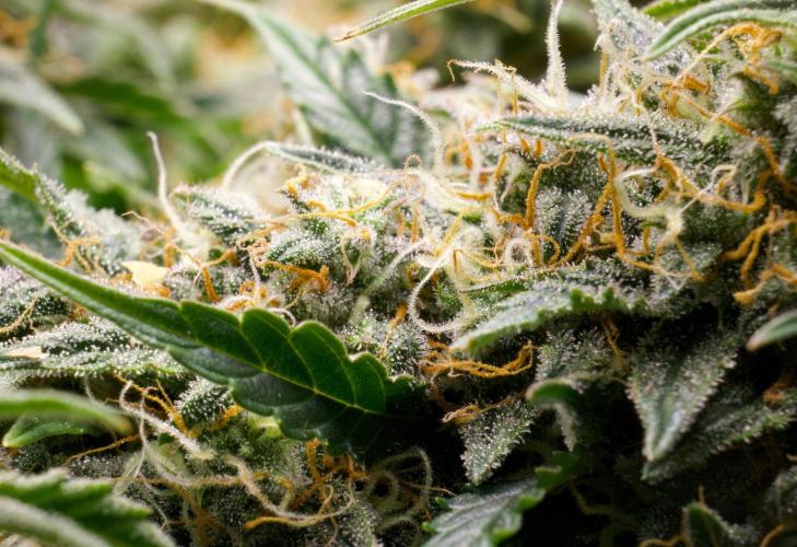Blue Auto Mazar 2nd try. Week 9 - Day 78